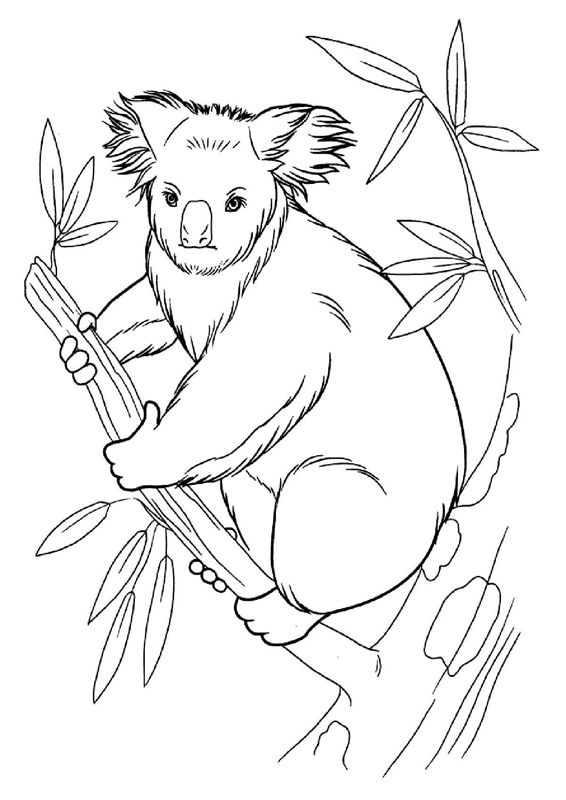 Animale salbatice