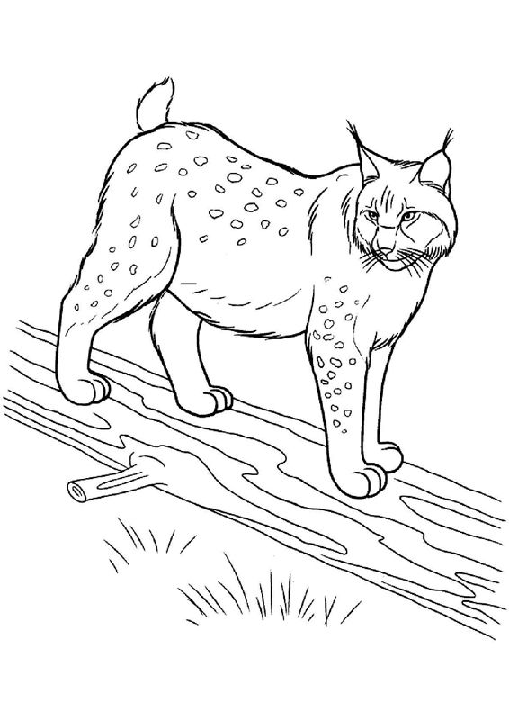 Animale salbatice