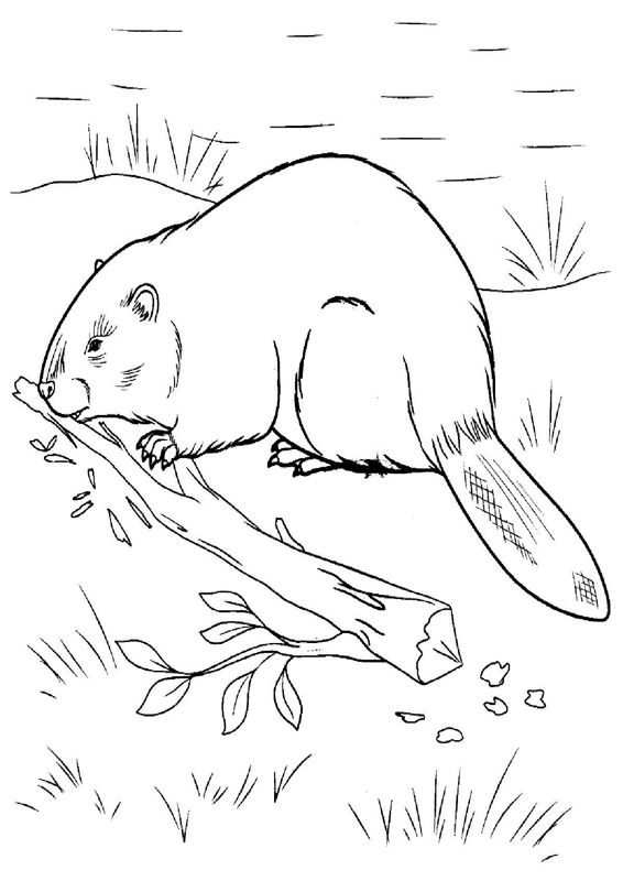 Animale salbatice