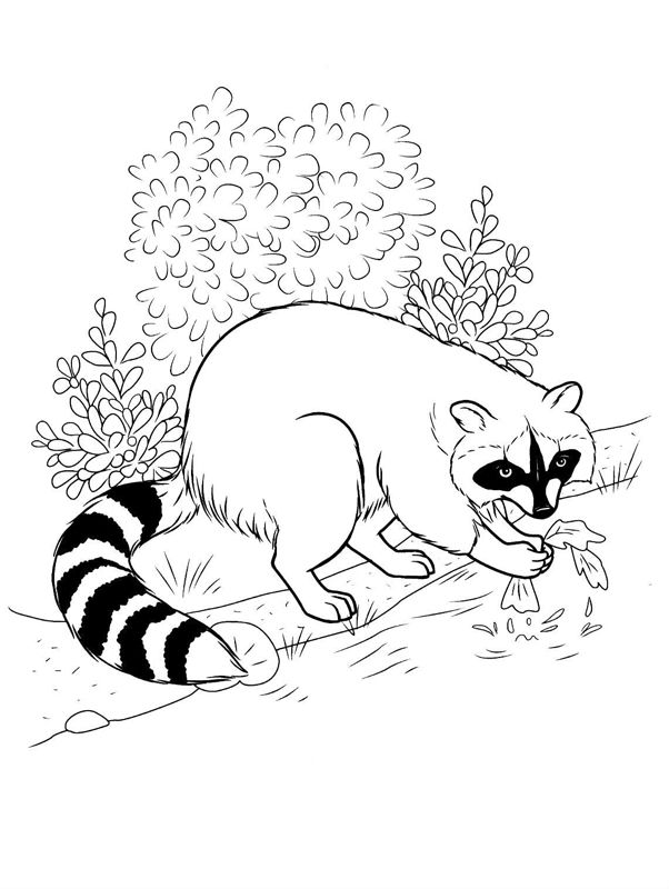 Animale salbatice