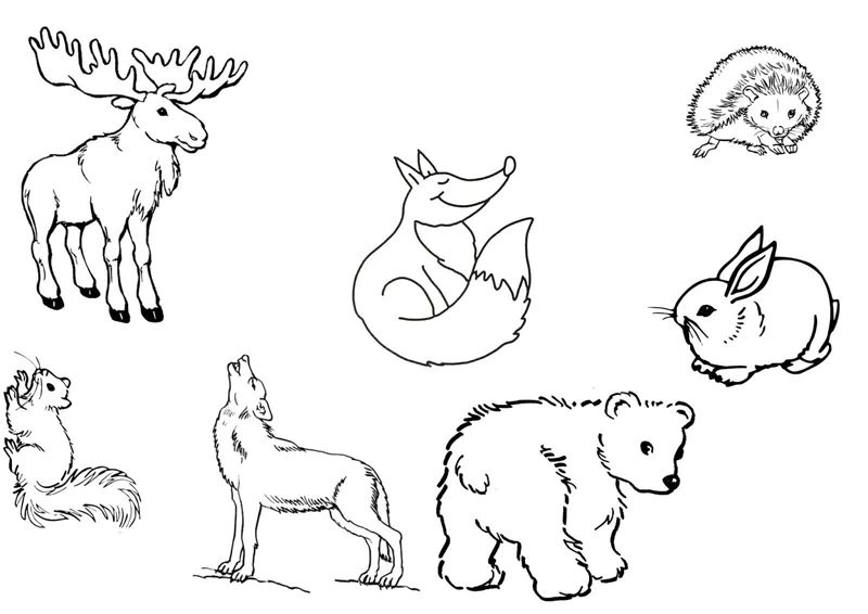Animale salbatice