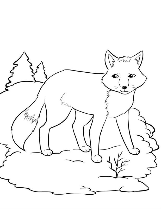 Animale salbatice