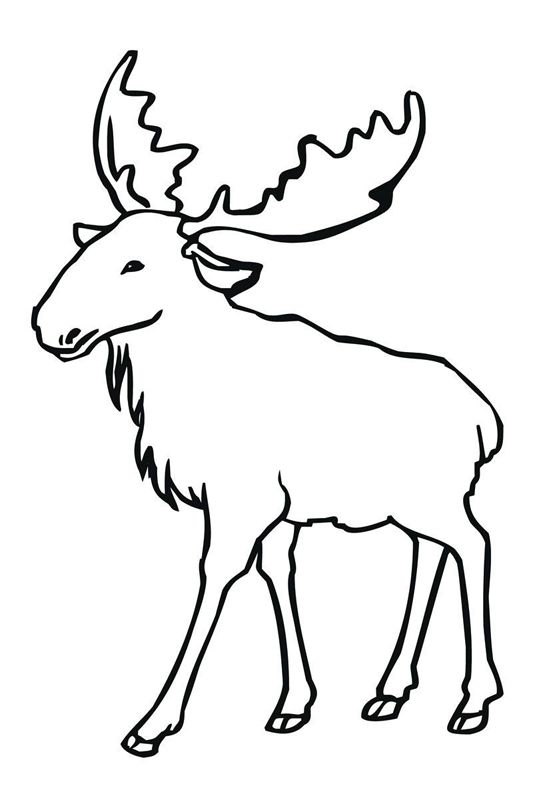 Animale salbatice