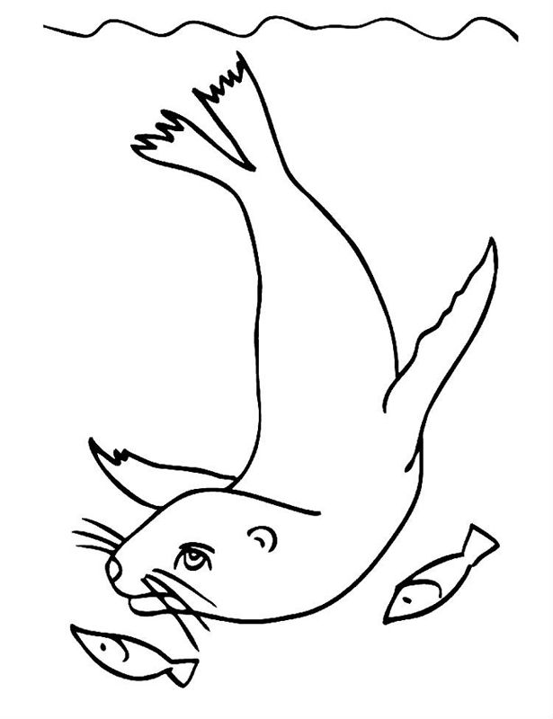 Animale de la polul nord
