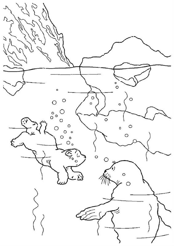 Animale de la polul nord
