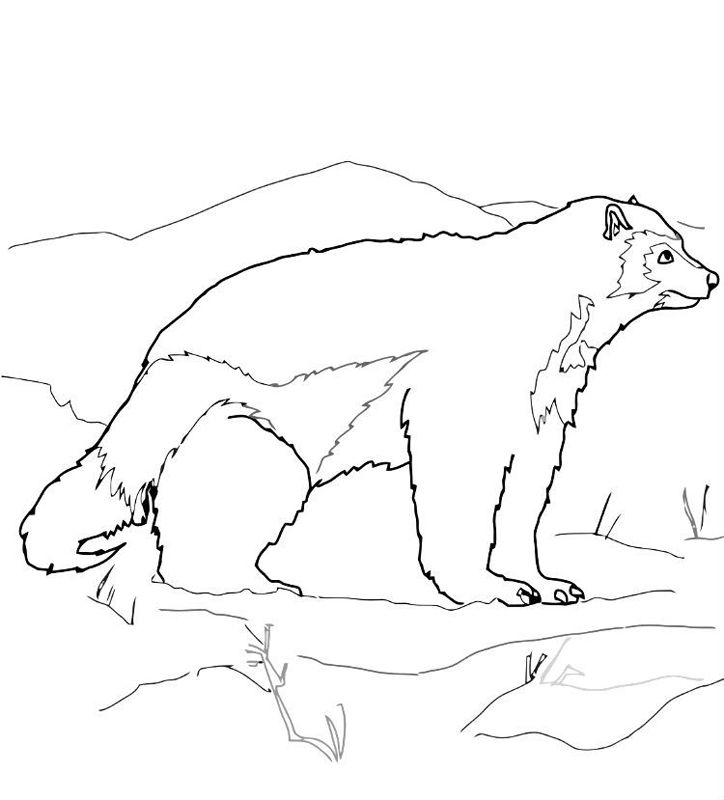 Animale de la polul nord