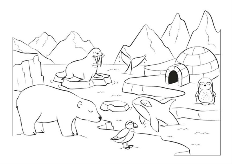 Animale de la polul nord
