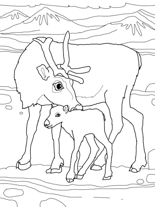 Animale de la polul nord