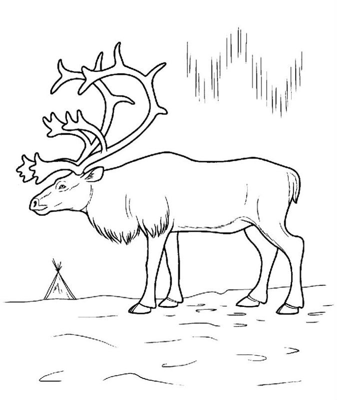 Animale de la polul nord