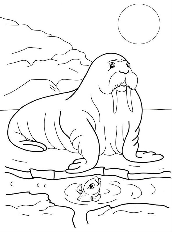 Animale de la polul nord