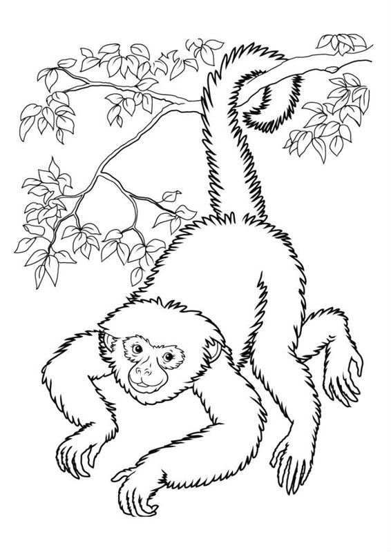 Animale din jungla