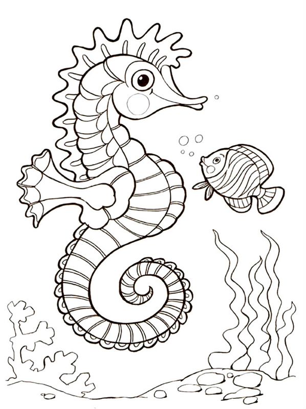 Animale marine