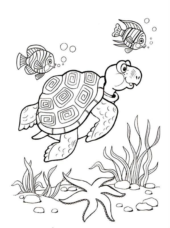 Animale marine