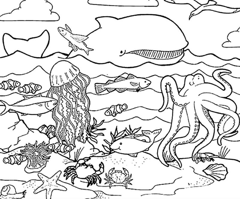 Animale marine