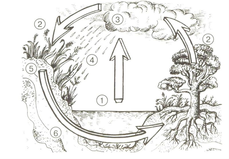Apa in natura