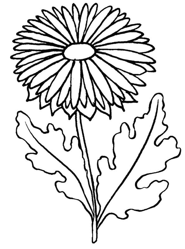 Aster