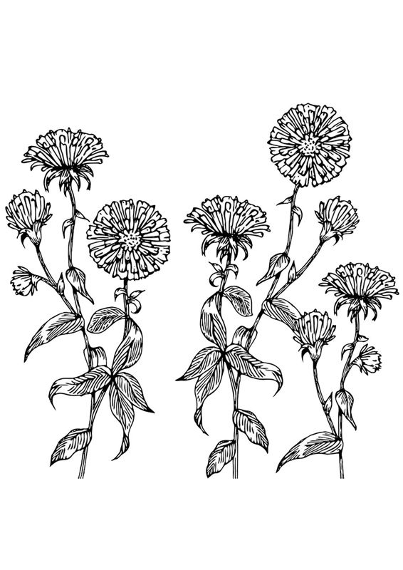Aster