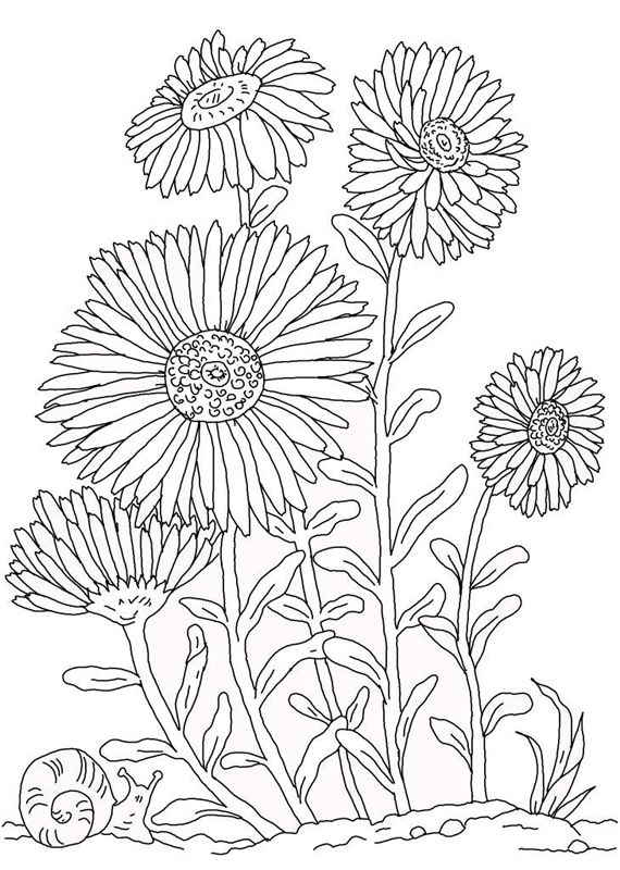 Aster