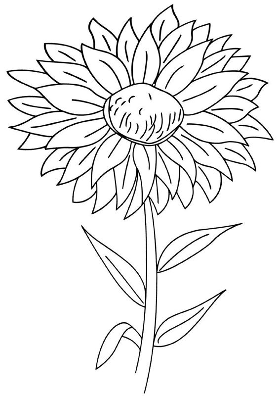 Aster