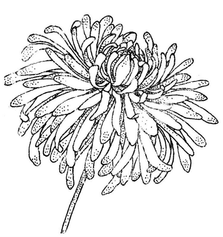 Aster