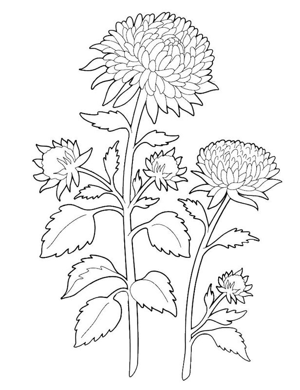 Aster