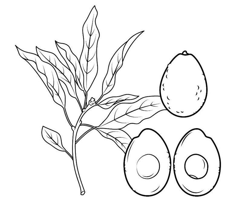 Avocado