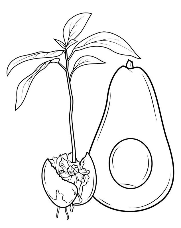 Avocado