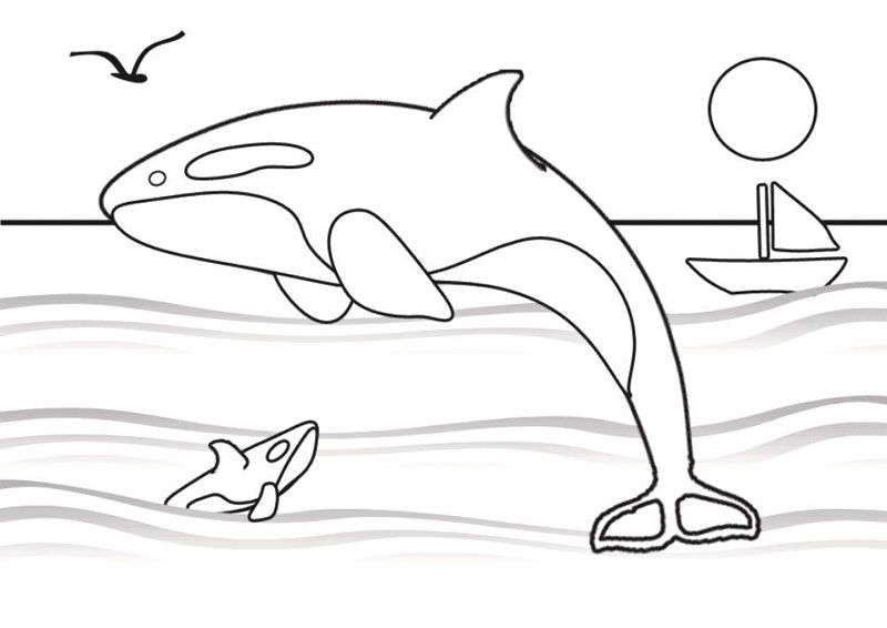 Balena Orca