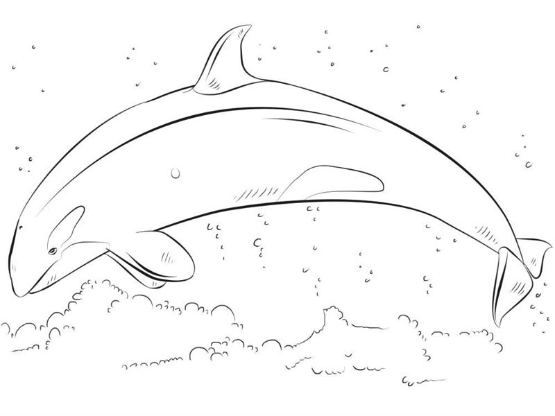 Balena Orca