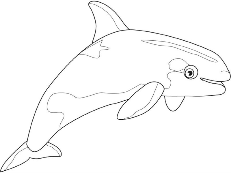 Balena Orca