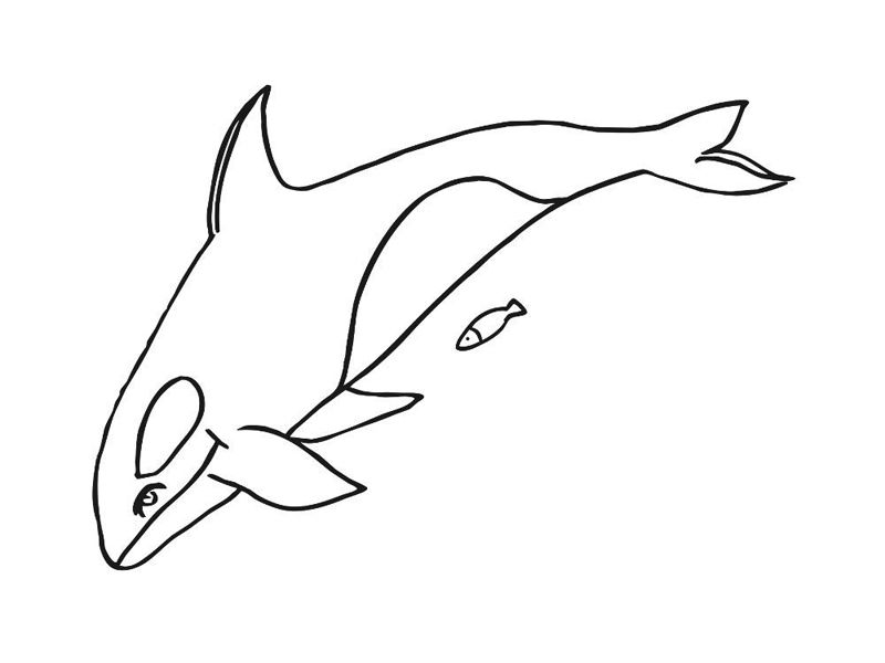 Balena Orca