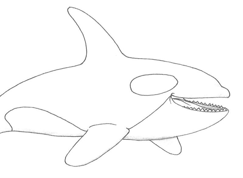 Balena Orca