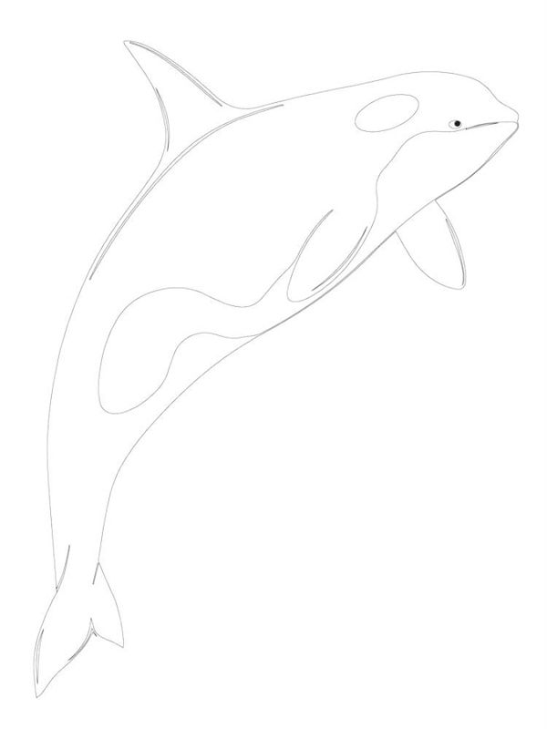 Balena Orca