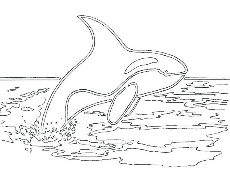Balena Orca
