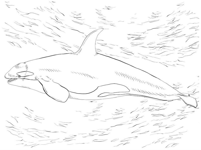 Balena Orca