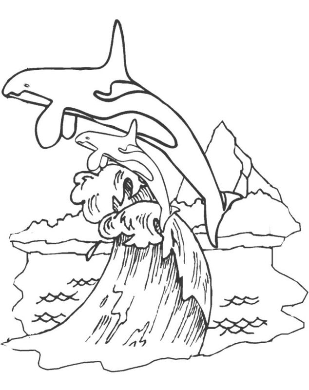 Balena Orca