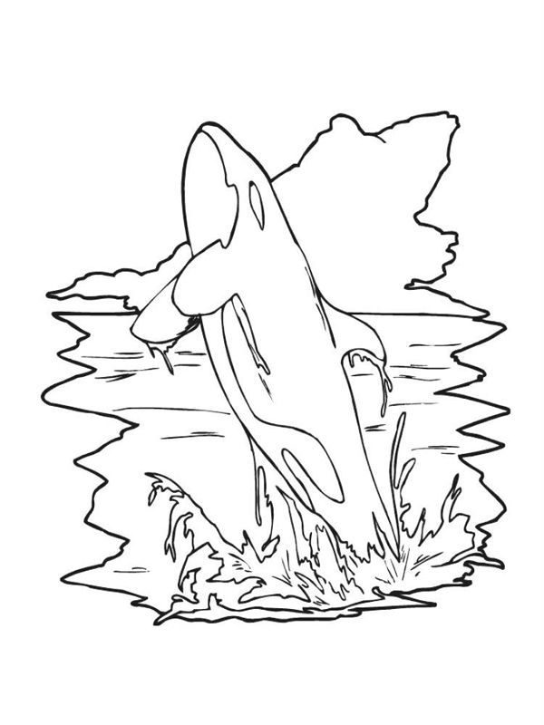 Balena Orca