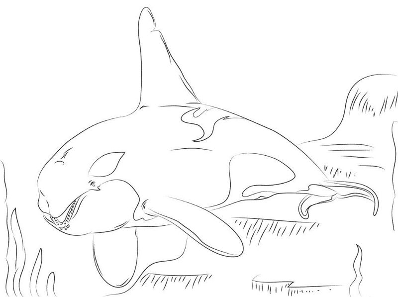Balena Orca