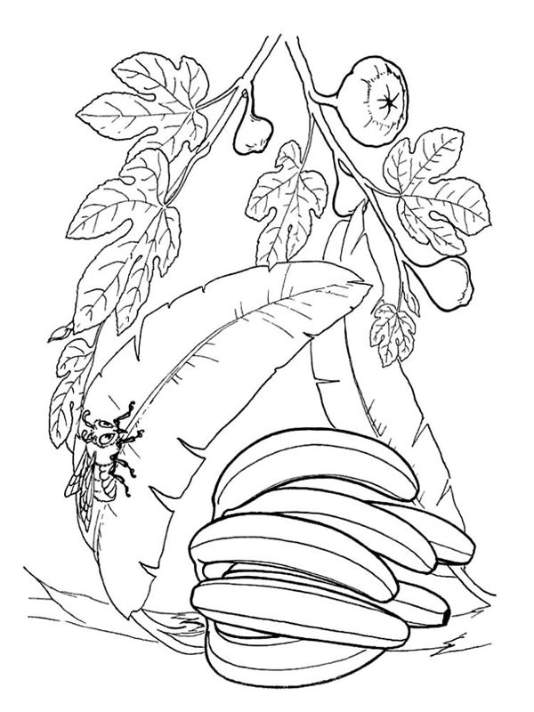 Banane