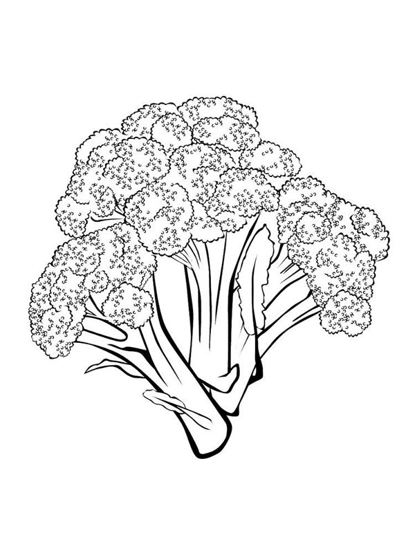 Broccoli