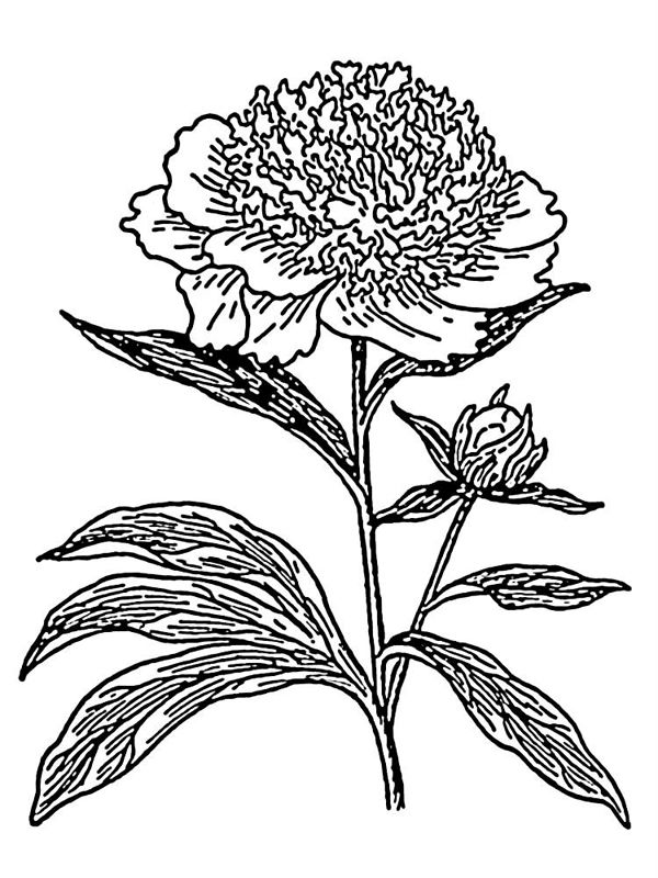 Bujori