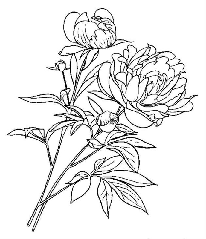 Bujori