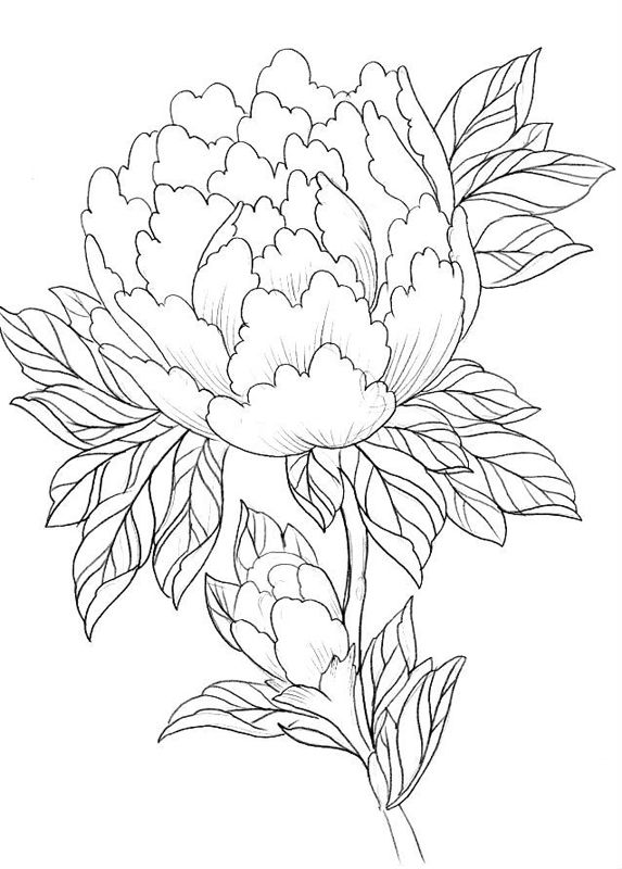 Bujori