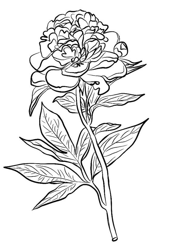 Bujori