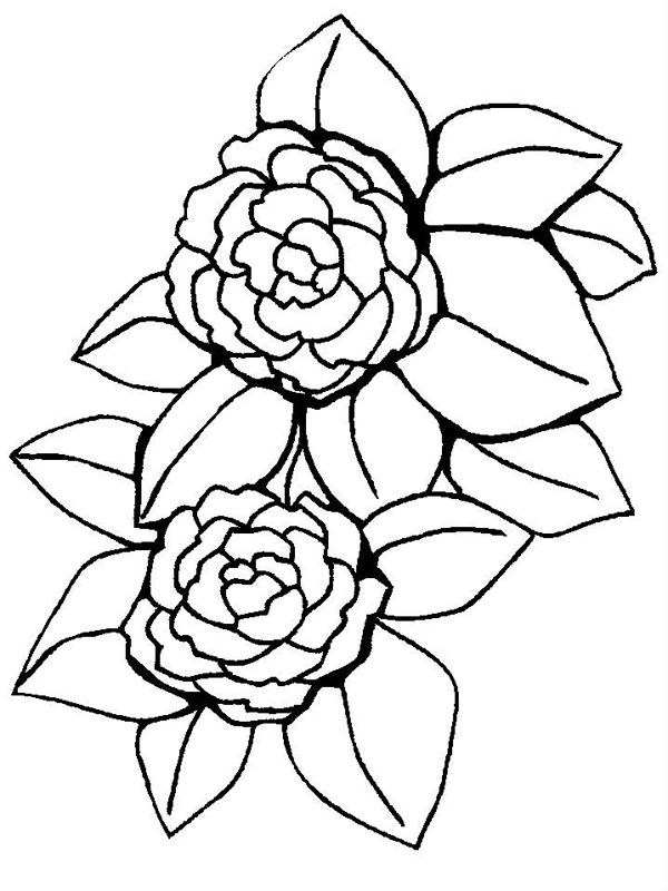 Bujori