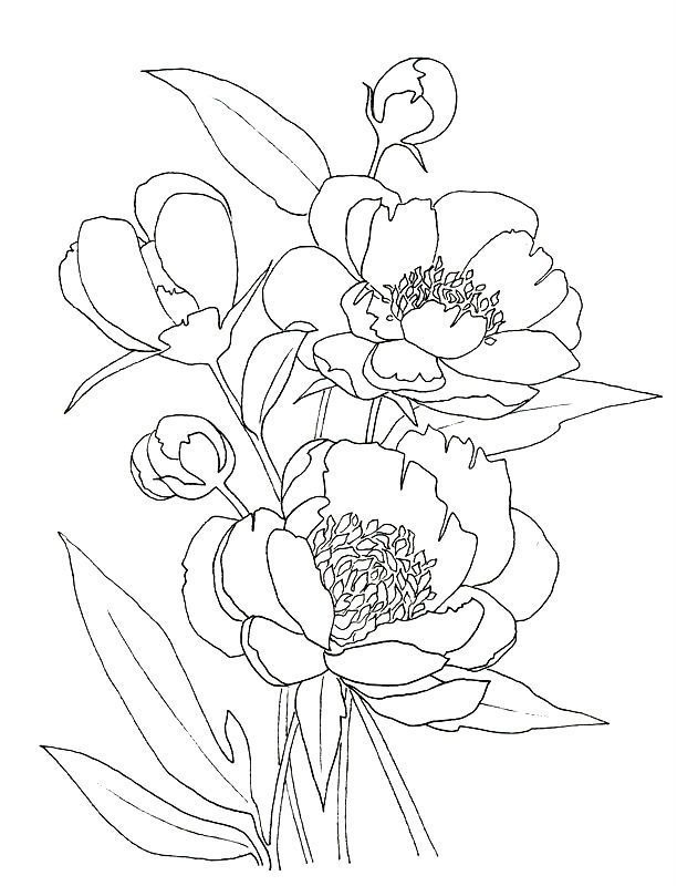 Bujori