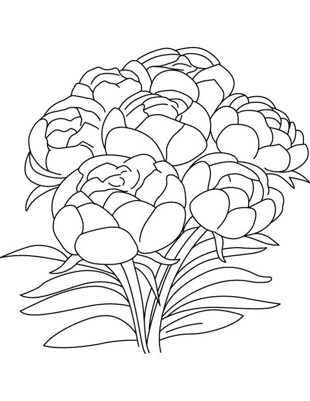 Bujori