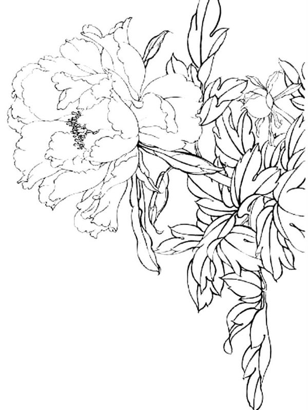 Bujori