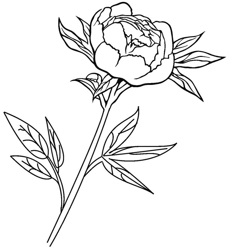 Bujori