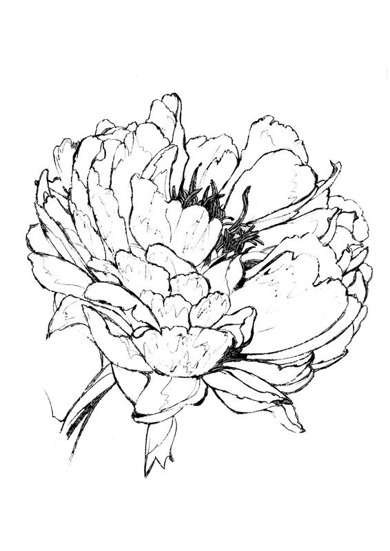 Bujori